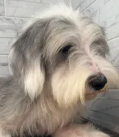 Amos  AKC, a male Old English Sheepdog for sale in Menifee, CA – 2 of 8