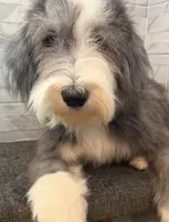 Melvin  AKC, a male Old English Sheepdog for sale in Menifee, CA – 7 of 8