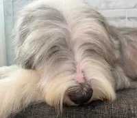 Amos  AKC, a male Old English Sheepdog for sale in Menifee, CA – 5 of 8