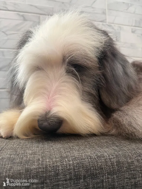 Wendell  AKC – Old English Sheepdog puppy for sale in Menifee, CA