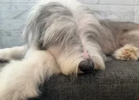 Amos  AKC, a male Old English Sheepdog for sale in Menifee, CA – 4 of 8