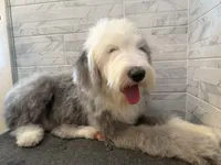Leo  AKC, a male Old English Sheepdog for sale in Menifee, CA – 3 of 10