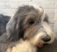 Melvin  AKC, a male Old English Sheepdog for sale in Menifee, CA – 4 of 8