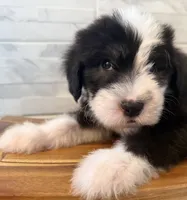 Melvin  AKC, a male Old English Sheepdog for sale in Menifee, CA – Photo 8 of 10