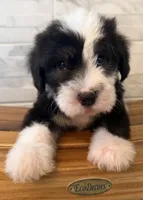 Melvin  AKC, a male Old English Sheepdog for sale in Menifee, CA – Photo 6 of 10