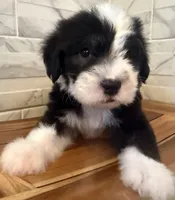 Melvin  AKC, a male Old English Sheepdog for sale in Menifee, CA – Photo 1 of 10
