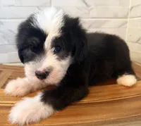 Melvin  AKC, a male Old English Sheepdog for sale in Menifee, CA – Photo 10 of 10