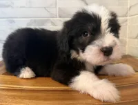 Melvin  AKC, a male Old English Sheepdog for sale in Menifee, CA – Photo 3 of 10