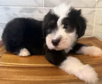 Melvin  AKC, a male Old English Sheepdog for sale in Menifee, CA – Photo 5 of 10