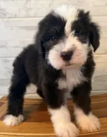 Melvin  AKC, a male Old English Sheepdog for sale in Menifee, CA – Photo 4 of 10