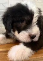 Melvin  AKC, a male Old English Sheepdog for sale in Menifee, CA – Photo 2 of 10