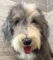 Melvin  AKC, a male Old English Sheepdog for sale in Menifee, CA – 1 of 8