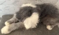 Isabel  AKC, a female Old English Sheepdog for sale in Menifee, CA – 5 of 10