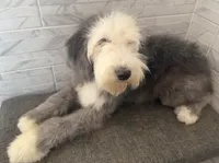 Isabel  AKC, a female Old English Sheepdog for sale in Menifee, CA – 6 of 10
