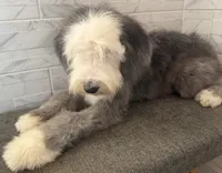 Isabel  AKC, a female Old English Sheepdog for sale in Menifee, CA – 3 of 10