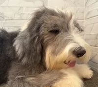 Melvin  AKC, a male Old English Sheepdog for sale in Menifee, CA – 2 of 8