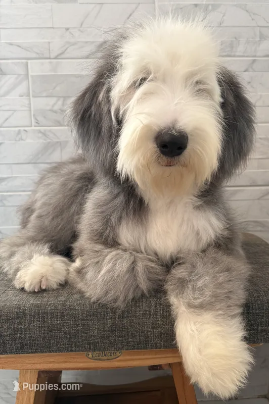 Isabel  AKC – Old English Sheepdog puppy for sale in Menifee, CA
