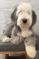 Isabel  AKC, a female Old English Sheepdog for sale in Menifee, CA – 1 of 10