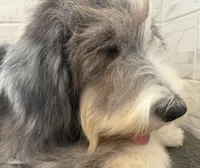 Melvin  AKC, a male Old English Sheepdog for sale in Menifee, CA – 8 of 8