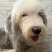 Leo  AKC, a male Old English Sheepdog for sale in Menifee, CA – 1 of 10