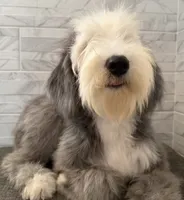 Isabel  AKC, a female Old English Sheepdog for sale in Menifee, CA – 4 of 10