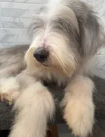 Amos  AKC, a male Old English Sheepdog for sale in Menifee, CA – 3 of 8