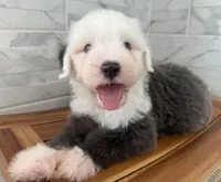 Clarence   AKC, a male Old English Sheepdog for sale in Menifee, CA – Photo 5 of 10