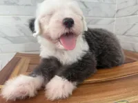 Clarence   AKC, a male Old English Sheepdog for sale in Menifee, CA – Photo 10 of 10