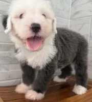 Clarence   AKC, a male Old English Sheepdog for sale in Menifee, CA – Photo 2 of 10