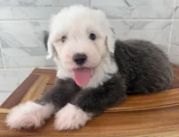 Clarence   AKC, a male Old English Sheepdog for sale in Menifee, CA – Photo 8 of 10