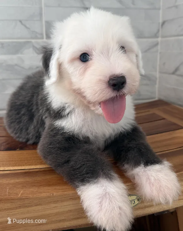 Clarence   AKC – Old English Sheepdog puppy for sale in Menifee, CA