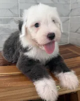 Clarence   AKC, a male Old English Sheepdog for sale in Menifee, CA – Photo 1 of 10