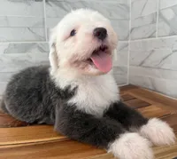 Clarence   AKC, a male Old English Sheepdog for sale in Menifee, CA – Photo 6 of 10