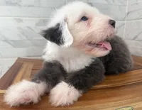 Clarence   AKC, a male Old English Sheepdog for sale in Menifee, CA – Photo 7 of 10