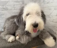 Isabel  AKC, a female Old English Sheepdog for sale in Menifee, CA – 7 of 10