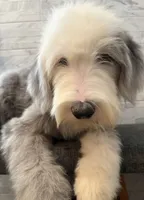 Leo  AKC, a male Old English Sheepdog for sale in Menifee, CA – 5 of 10