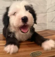 Wendell  AKC, a male Old English Sheepdog for sale in Menifee, CA – Photo 7 of 10