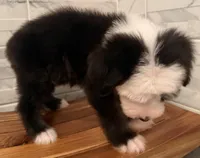 Wendell  AKC, a male Old English Sheepdog for sale in Menifee, CA – Photo 3 of 10