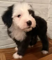 Wendell  AKC, a male Old English Sheepdog for sale in Menifee, CA – Photo 2 of 10
