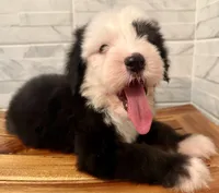 Wendell  AKC, a male Old English Sheepdog for sale in Menifee, CA – Photo 8 of 10