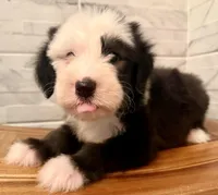 Wendell  AKC, a male Old English Sheepdog for sale in Menifee, CA – Photo 5 of 10