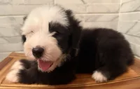 Wendell  AKC, a male Old English Sheepdog for sale in Menifee, CA – Photo 10 of 10