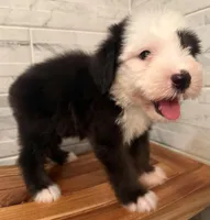 Wendell  AKC, a male Old English Sheepdog for sale in Menifee, CA – Photo 6 of 10