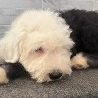 Fred  AKC, a male Old English Sheepdog for sale in Menifee, CA – Photo 9 of 9