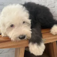 Fred  AKC, a male Old English Sheepdog for sale in Menifee, CA – Photo 8 of 9