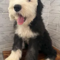 Fred  AKC, a male Old English Sheepdog for sale in Menifee, CA – Photo 3 of 9