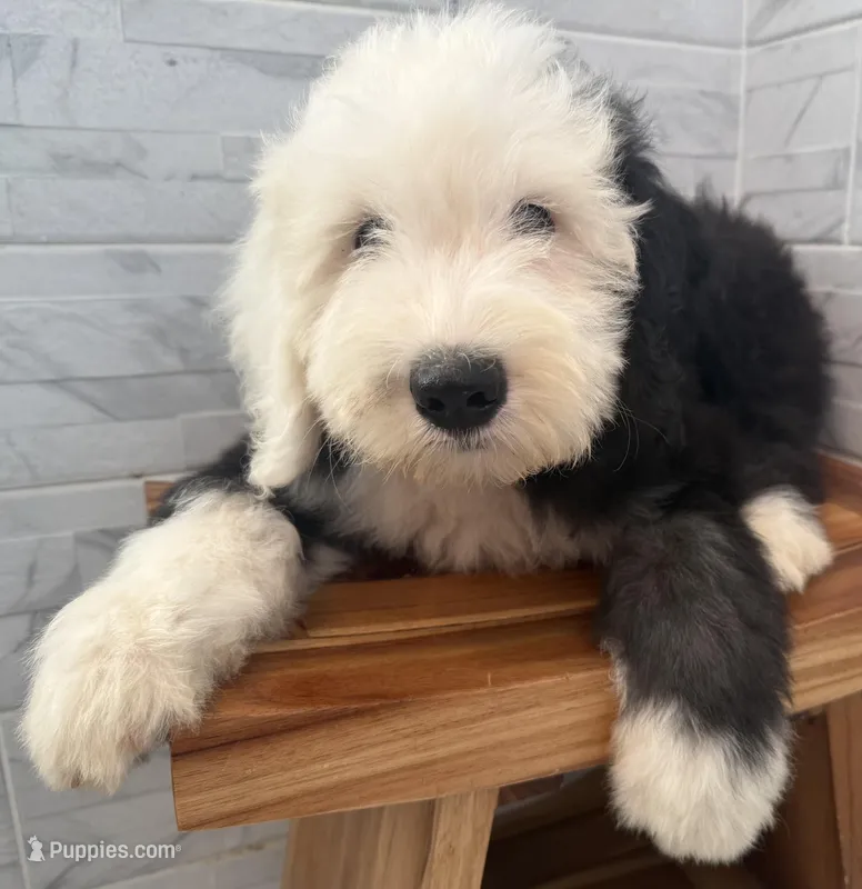 Fred  AKC – Old English Sheepdog puppy for sale in Menifee, CA