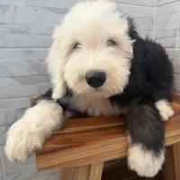 Fred  AKC, a male Old English Sheepdog for sale in Menifee, CA – Photo 1 of 9