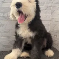 Fred  AKC, a male Old English Sheepdog for sale in Menifee, CA – Photo 5 of 9