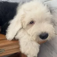 Fred  AKC, a male Old English Sheepdog for sale in Menifee, CA – Photo 6 of 9
